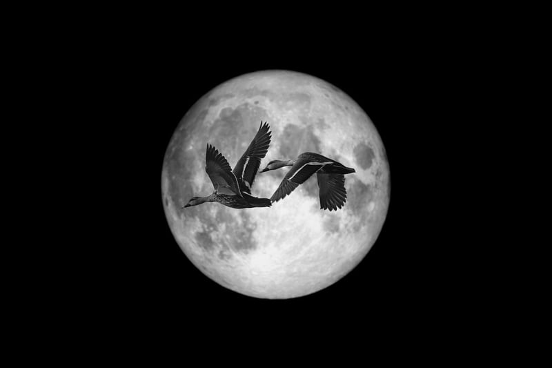 Moonlit Announcements